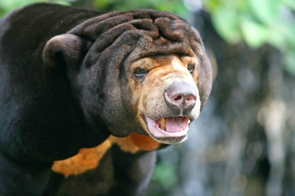 Click to enlarge Sun bear
