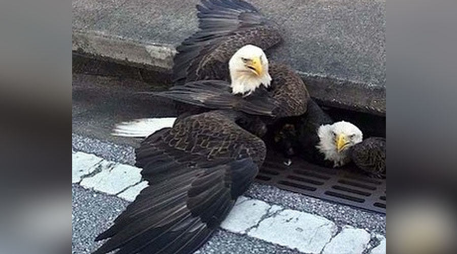 Bald eagle rescue in Florida