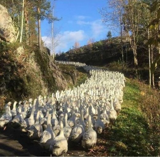 geese