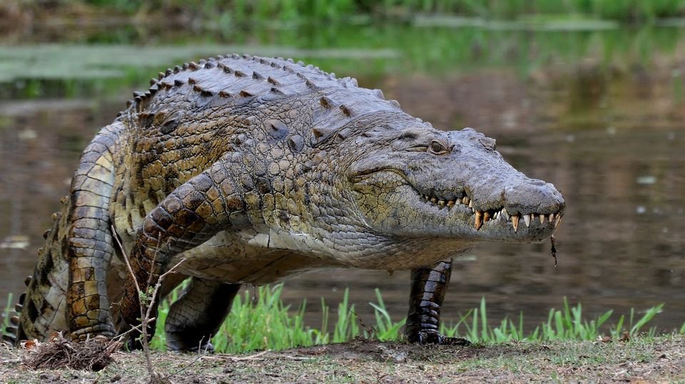 Crocodile