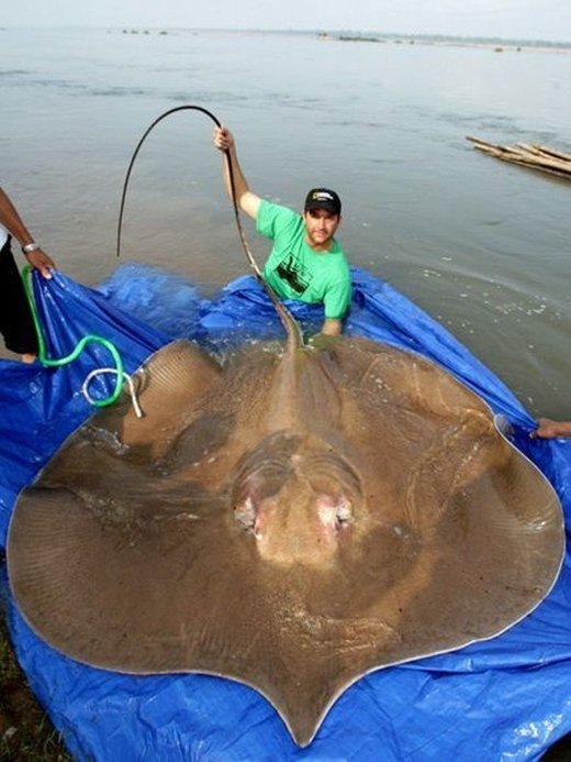 Giant stingray