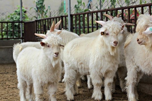 GMO goats