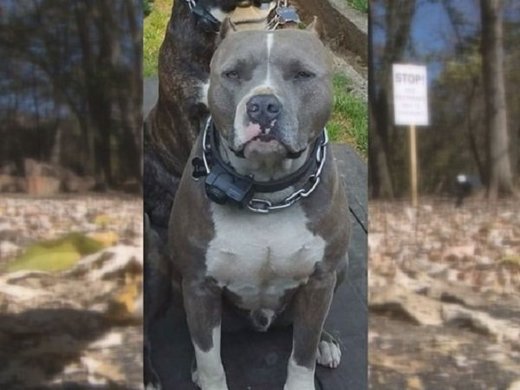 Pit Bull shot by police