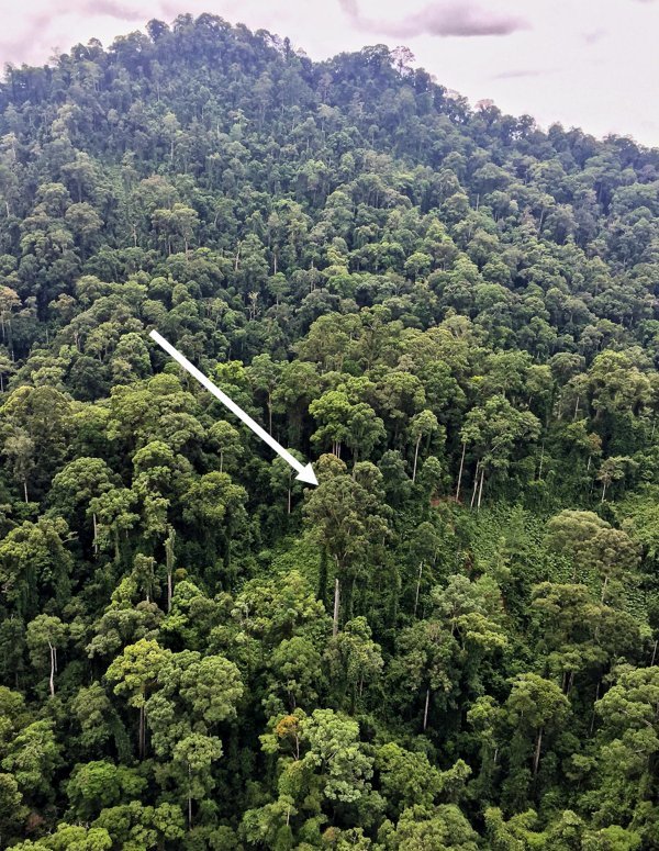 This is the world's tallest tropical tree