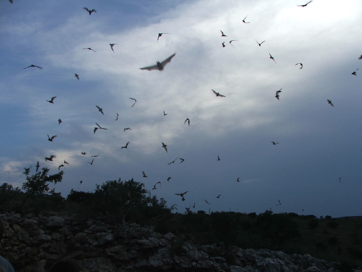 Frio Cave is home to a whopping 10 Million Mexican Free-tailed bats