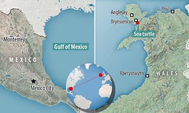 The species turtle, that was found washed up on the beach in North Wales (shown right), is usually found in warm waters more than 4,000 miles (6,437km) away, in the waters around Florida and Mexico (left)
