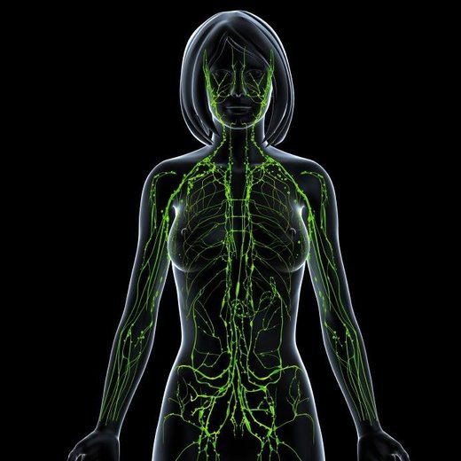lymphatic system