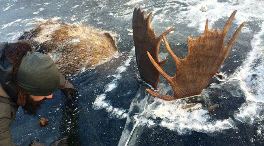 moose