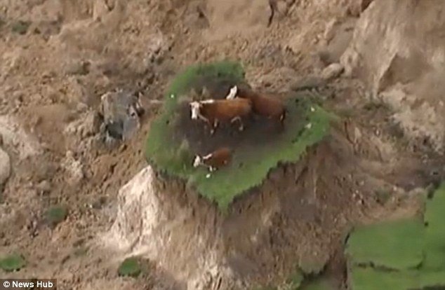 Cows stranded in New Zealand