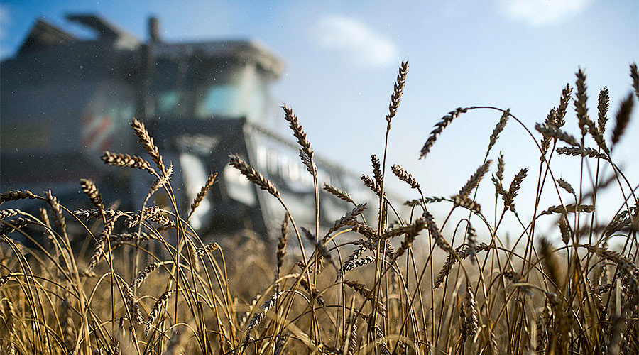 Wheat harvesting
