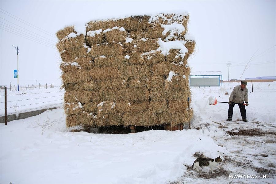 A worker clears snow at a pasture in Altay, northwest China's Xinjiang Uygur Autonomous Region, Nov. 14, 2016. Local people have stored livestock fodder to cope with continuous snowfall in Altay since Nov. 9. 