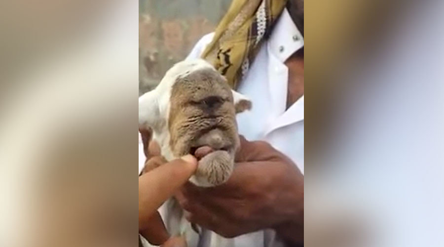 Cyclops goat