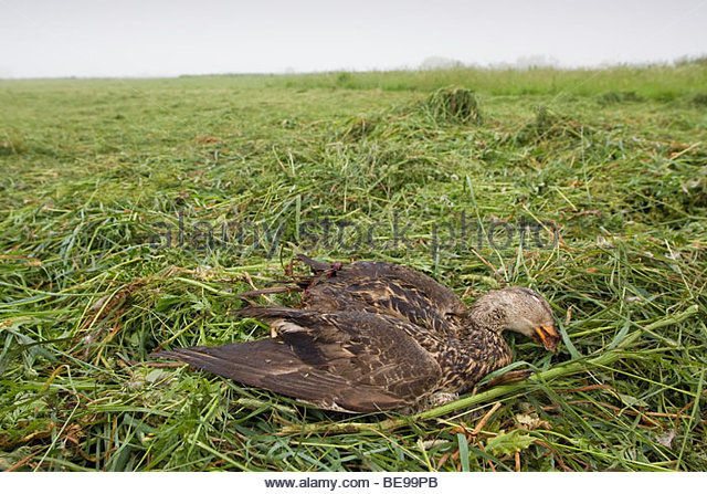 Dead duck