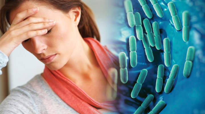 Click to enlarge prenatal stress gut bacteria