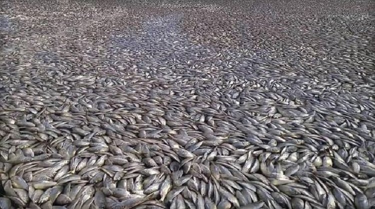 Dead Fishes in  Shinnecock Canal on Long Island