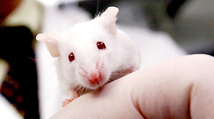 mouse