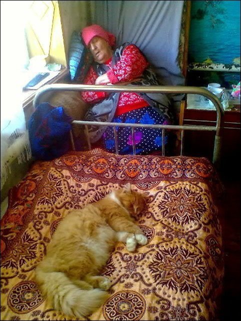 Cat sleeping