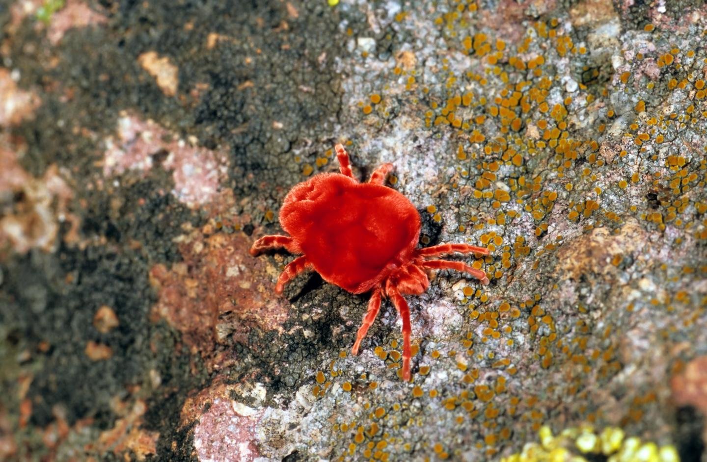 red spider mite pesticides