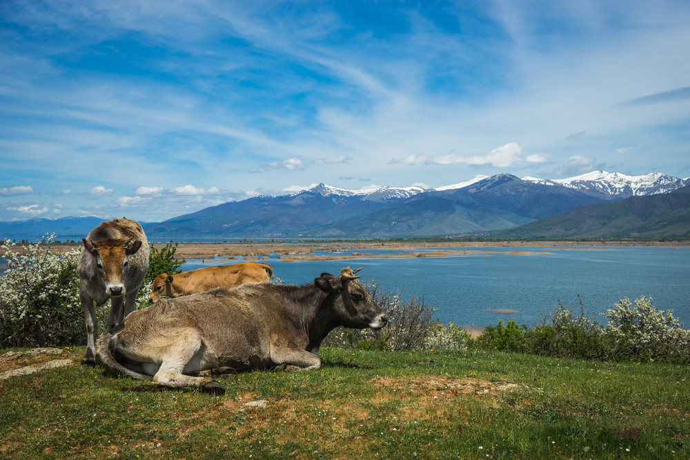 cows in field