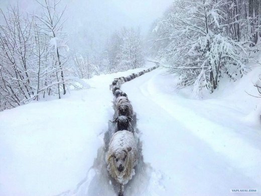 Sheep in snow