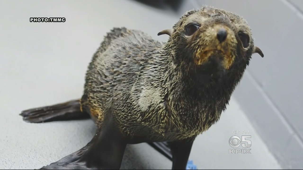 Fur seal
