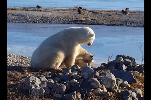 Polar bear and dog