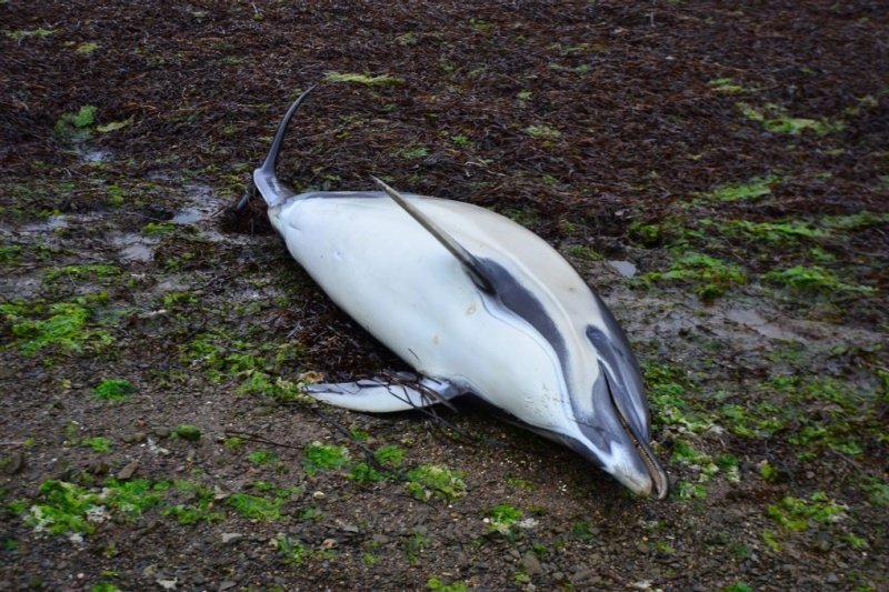 Despite his efforts, Robert Lange of Big Island wasn’t able to help this common dolphin, which died on Wednesday after getting stranded in shallow water.