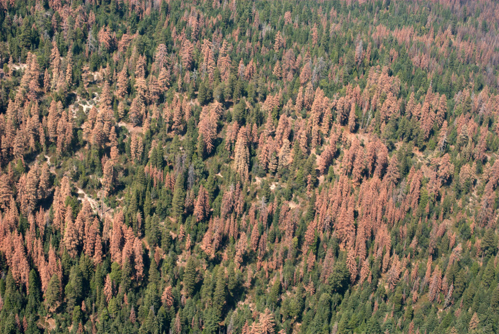 california trees dying