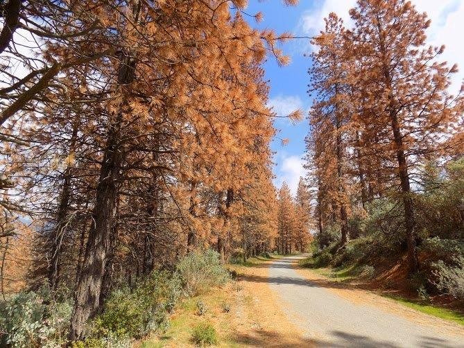 Click to enlarge california drought dying trees
