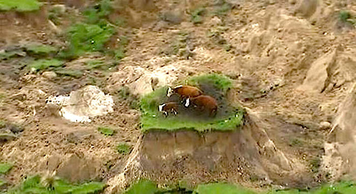 stranded cows