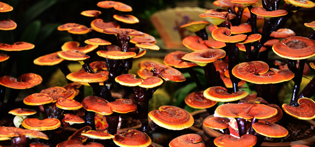 Reishi