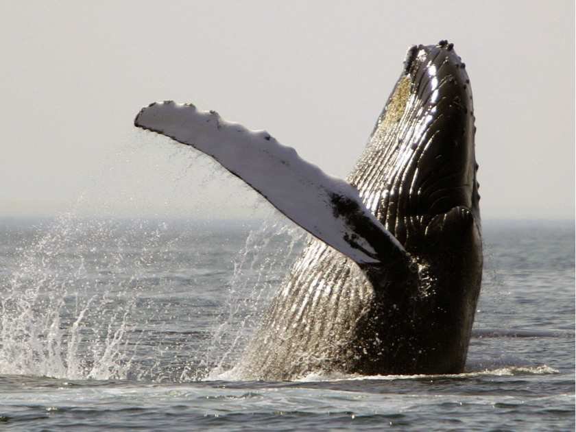 Click to enlarge A dead humpback whale was found entangled in empty aquaculture lines near Campbell River Tuesday — the second time a whale has been trapped at the site since September.