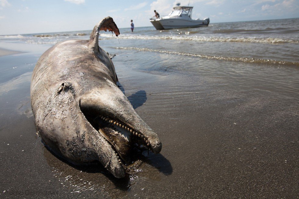 BP oil spill