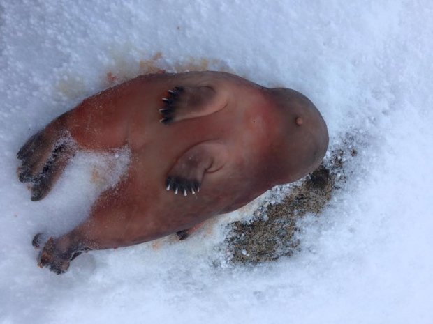 Aibillie Elijassiapik found this one-headed, two-bodied ringed seal fetus near Inukjuak, Que., on Monday.