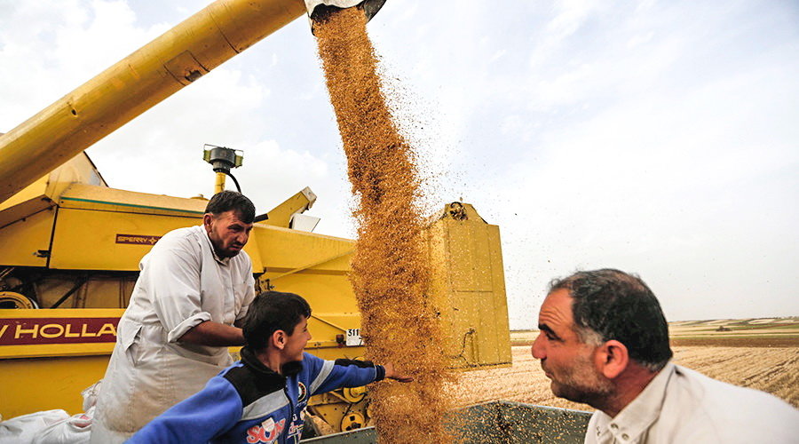 Syria wheat