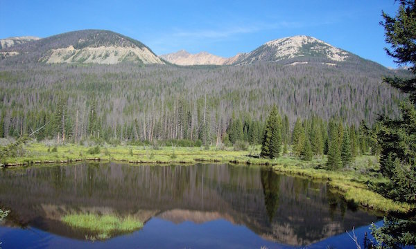 Click to enlarge trees killed pine beetles