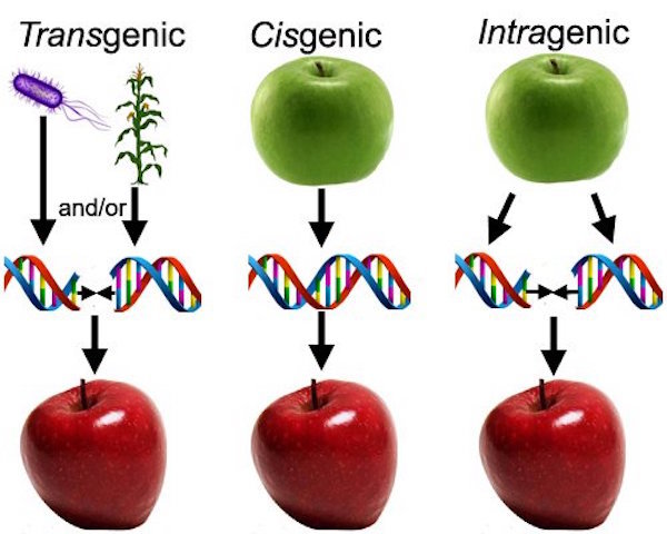 GE modified apples