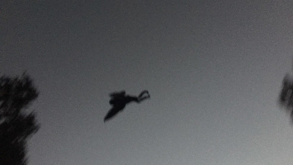 mothman