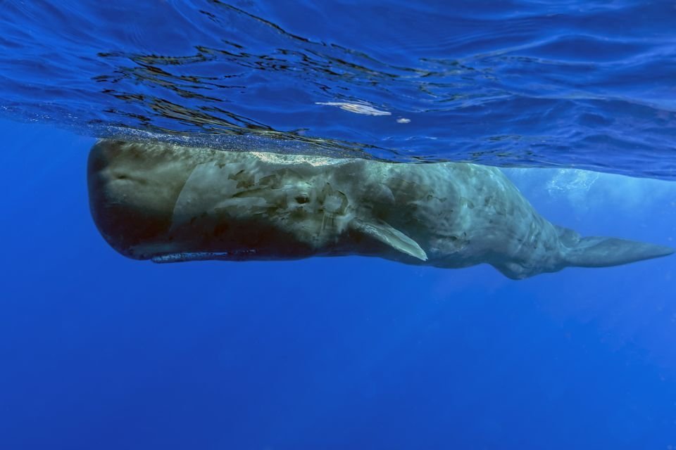 Sperm whale