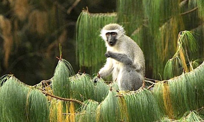 Female vervet monkey