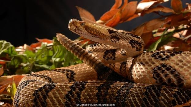 A timber rattlesnake (Crotalus horridus) 