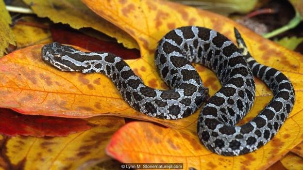 Eastern massasauga (Sistrurus catenatus catenatus)