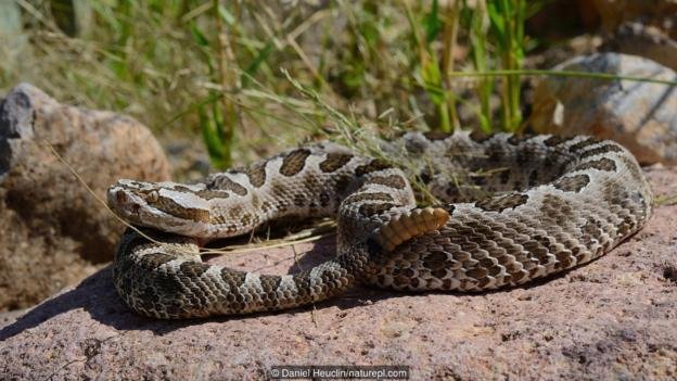   Massasaugas (Sistrurus catenatus) are affected 