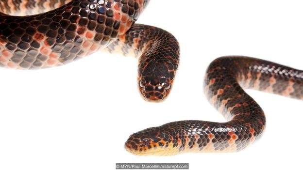 Mud snakes (Farancia abacura)