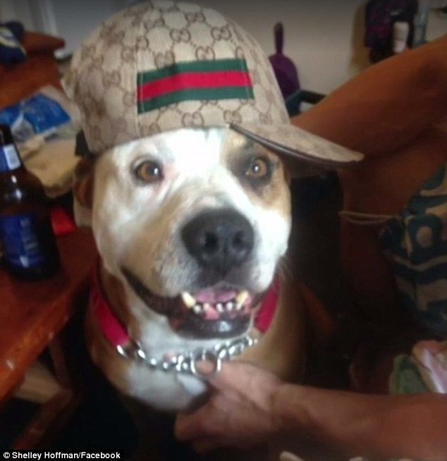 Click to enlarge A man has been charged after his three savage dogs attacked and wounded three people, including a police officer