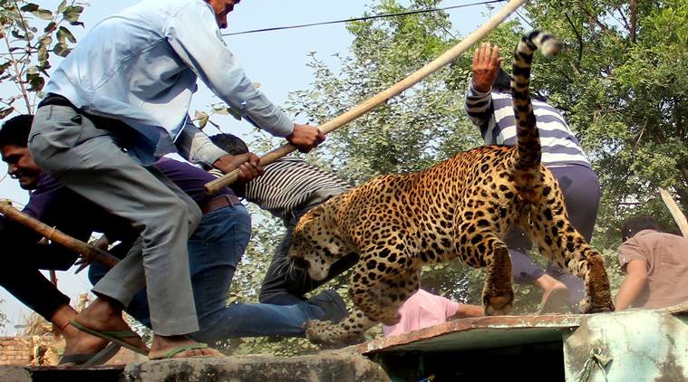 Leopard attack