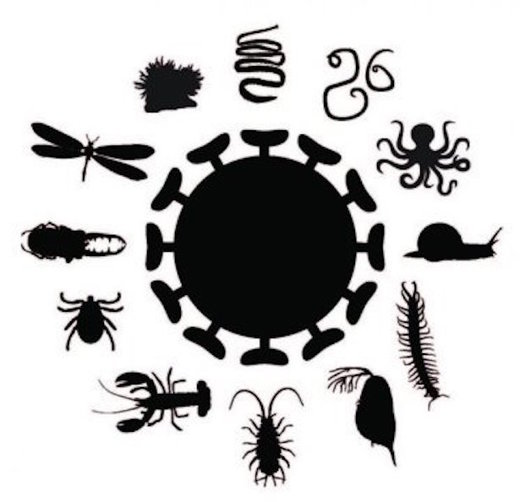 schema invertebrates