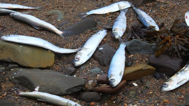Click to enlarge Sightings like this on the shores around St. Marys Bay, N.S., have been a common sight since the beginning of last week.