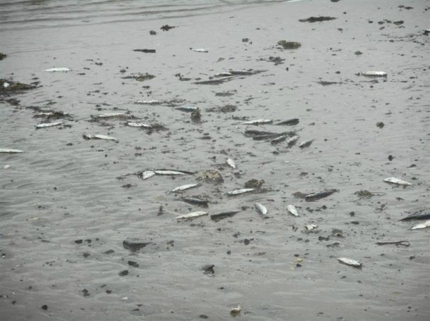 Click to enlarge A spokesman with Fisheries and Oceans Canada said samples have been sent to a lab in Moncton, but results aren't expected back until next week.