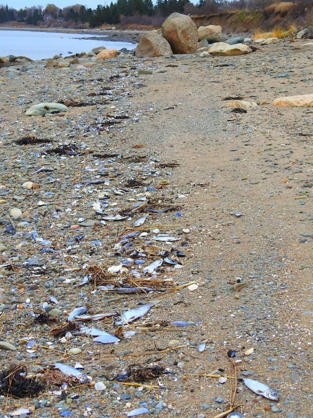 Click to enlarge The fact scavenger birds haven't consumed all of the herring is an indication of the abundance of herring washing up, said Ted Leighton, an adjunct biology professor at Université Sainte-Anne.